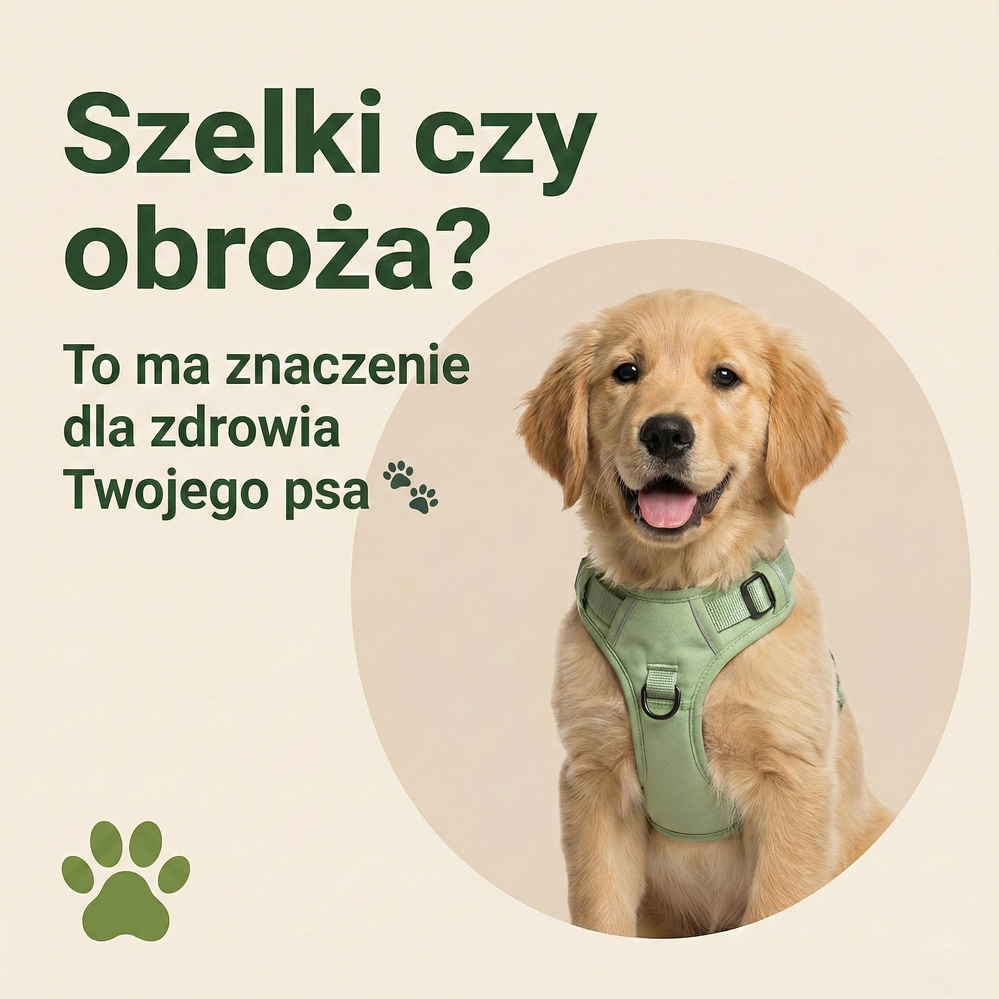 Szelki czy obroża? Co wybrać na pierwsze spacery ze szczeniakiem?